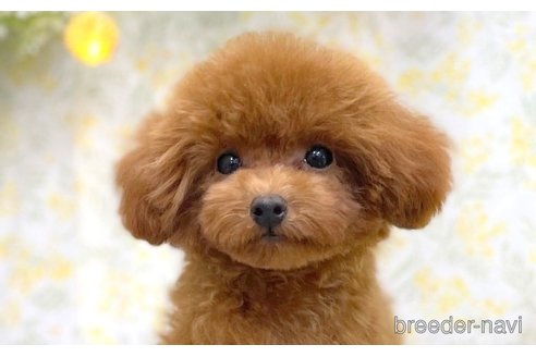 成約済の愛知県のティーカッププードル-311055の4枚目